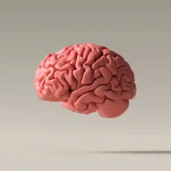 Image of brain for general knowledge quiz